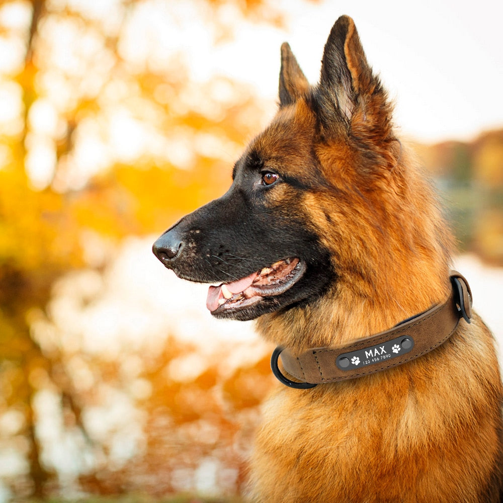 Personalized Leather Dog Collar and Leash - My Puppy Fresh