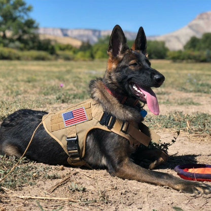 Tactical No Pull Military Dog Harness - My Puppy Fresh