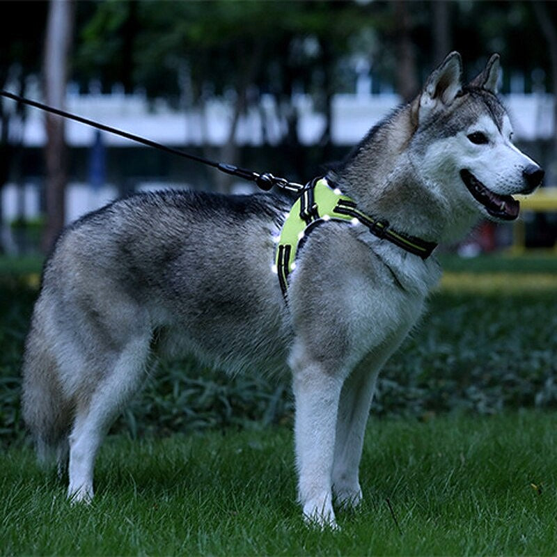 Rechargeable LED Harness for Pets - My Puppy Fresh