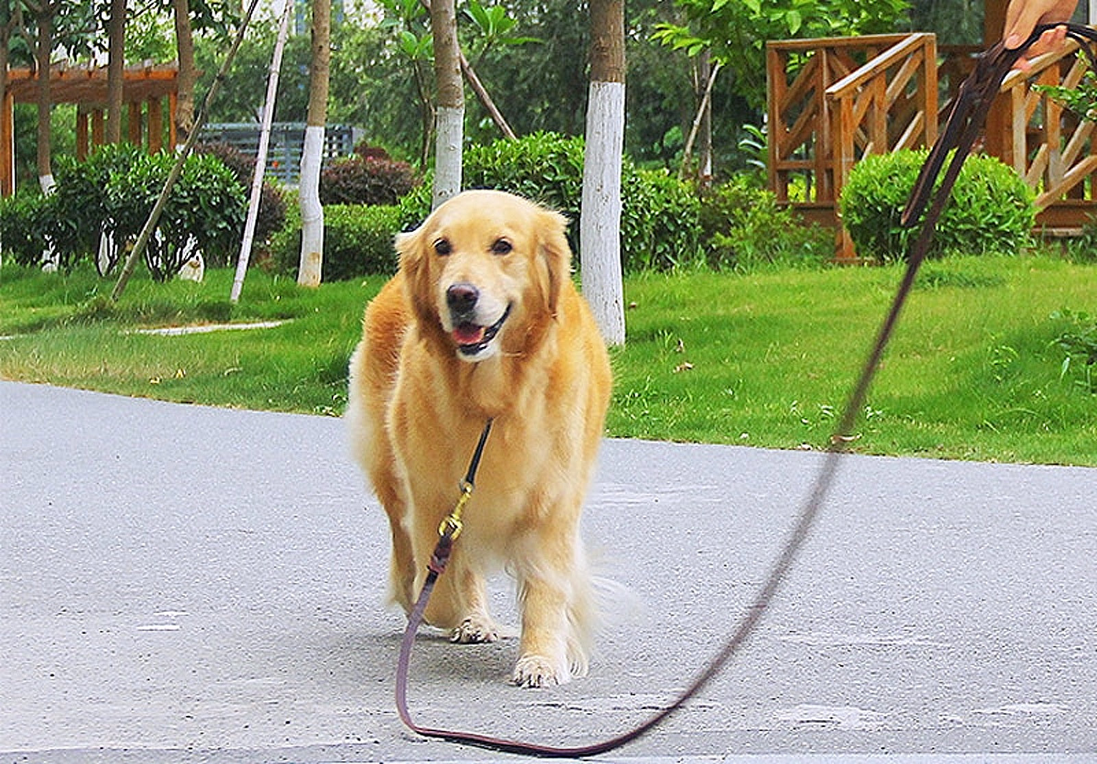 Durable Braided Leather Dog Leash - My Puppy Fresh